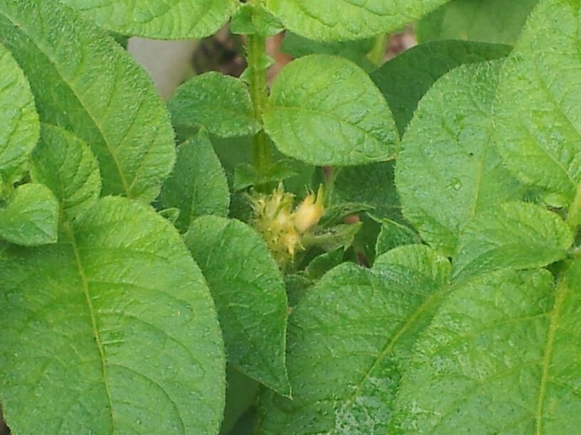 Potato growing roots along the stem